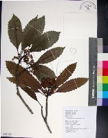 藏品(山枇杷、臺灣枇杷)的圖片