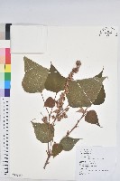 藏品(白匏子)的圖片