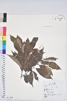 藏品(臺灣苦櫧)的圖片