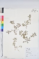 藏品(乳仔草)的圖片