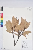 藏品(短尾葉石櫟、嶺南柯`東南石櫟)的圖片