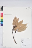 藏品(短尾葉石櫟、嶺南柯`東南石櫟)的圖片