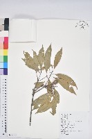 藏品(三斗石櫟)的圖片