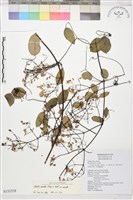 藏品(柱果鐵線蓮)的圖片