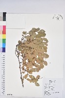 藏品(多花油柑、白仔)的圖片