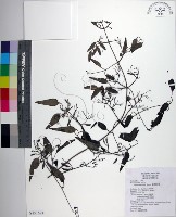 藏品(威靈仙)的圖片