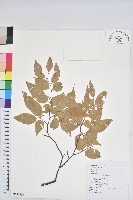 藏品(臺灣水青岡)的圖片