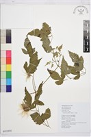 藏品(小木通)的圖片