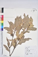 藏品(杏葉石櫟、校栗、校櫟)的圖片