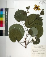 藏品(黃槿)的圖片