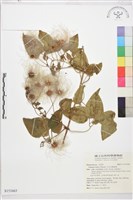 藏品(田代氏鐵線蓮)的圖片