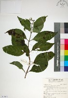 藏品(玉葉金花)的圖片