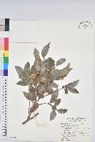 藏品(細葉饅頭果)的圖片