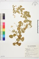 藏品(鵝鑾鼻鐵線蓮)的圖片