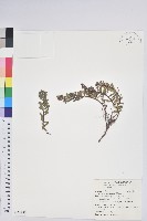 藏品(高山白珠樹)的圖片