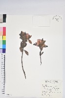 藏品(紅毛杜鵑)的圖片