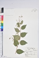 藏品(高山白珠樹)的圖片