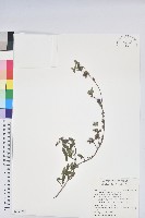 藏品(細葉杜鵑、南湖杜鵑、志佳陽杜鵑)的圖片