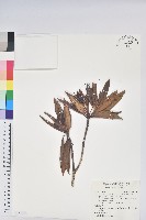 藏品(玉山杜鵑)的圖片