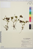 藏品(鹿場毛茛)的圖片