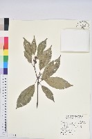 藏品(青剛櫟、鐵椆)的圖片