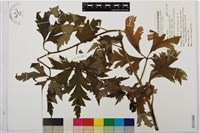 藏品(兩色烏頭)的圖片