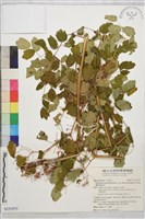 藏品(唐松草)的圖片