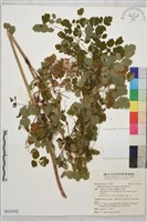 藏品(展枝唐松草)的圖片