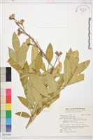 藏品(芍藥)的圖片