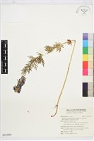 藏品(華北烏頭)的圖片