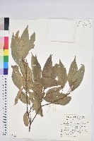 藏品(粗糠柴)的圖片