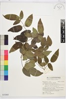 藏品(小蓑衣藤)的圖片