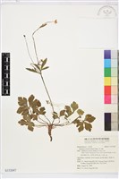 藏品(草玉梅)的圖片