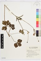 藏品(草玉梅)的圖片