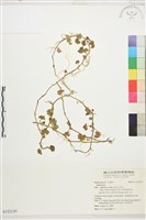藏品()的圖片