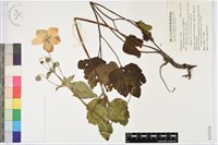 藏品(打破碗花花)的圖片