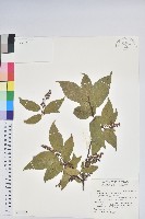 藏品(南燭)的圖片