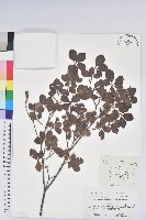 藏品(五葉杜鵑花)的圖片