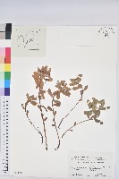 藏品(鉤腺大戟)的圖片