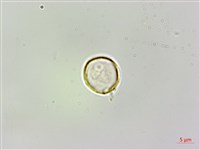 藏品(樓梯草)的圖片