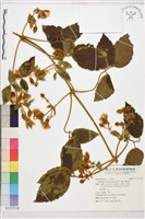 藏品(銹毛鐵線蓮)的圖片