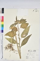 藏品(白苞猩猩草)的圖片