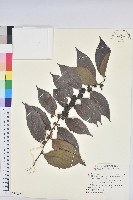 藏品(錫蘭饅頭果，香港饅頭果，大葉饅頭果，香港算盤子)的圖片