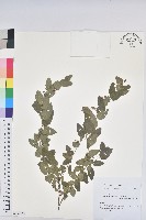 藏品(雀兒舌頭)的圖片