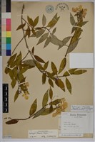 藏品(華八仙)的圖片