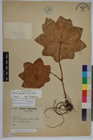 藏品(八角蓮)的圖片