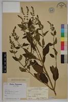 藏品(節毛鼠尾草、賴斷頭草)的圖片