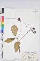 藏品(琴葉櫻)的圖片