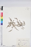 藏品(千根草)的圖片