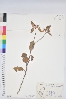 藏品(白苞猩猩草)的圖片